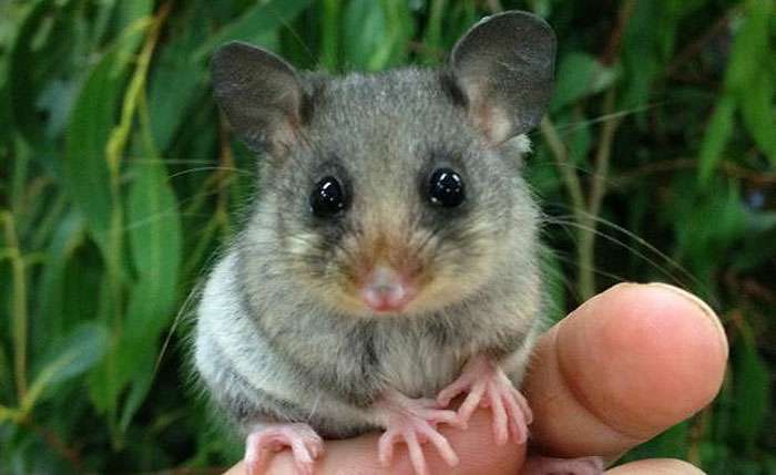 まん丸な目の動物たち