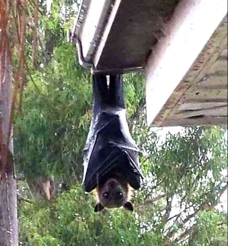 まん丸な目の動物たち