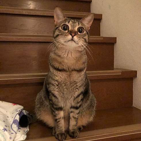 まん丸な目の動物たち
