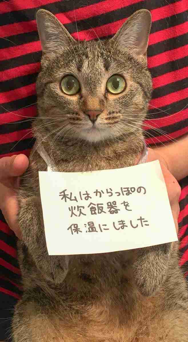 まん丸な目の動物たち