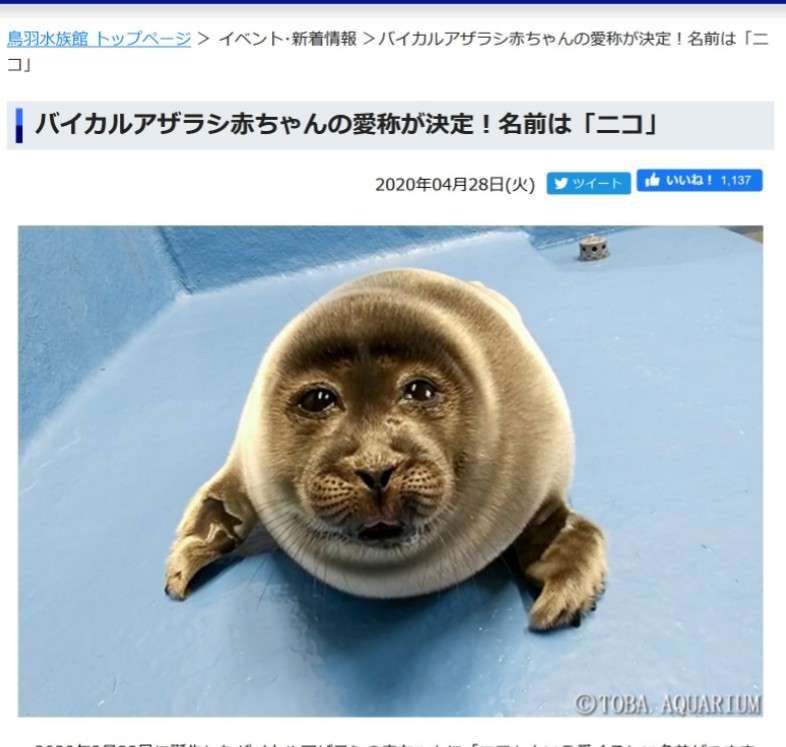 まん丸な目の動物たち