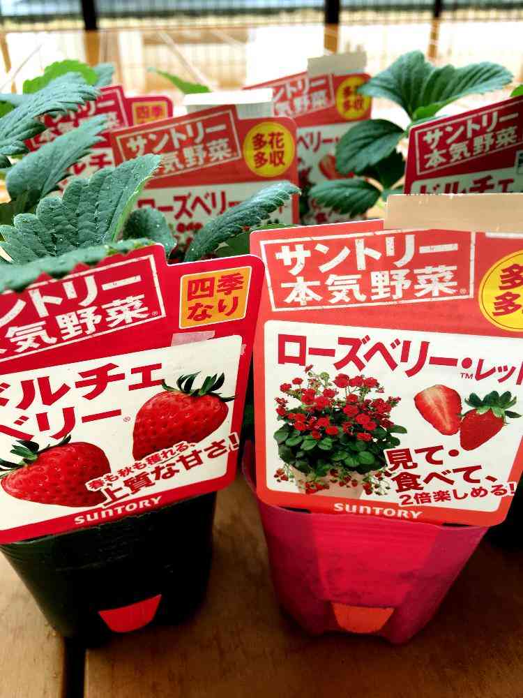 鈴木保奈美、植物と過ごすおうち時間…ファン『何をしていても素敵』と反響