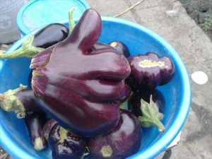 あら！珍しいと思った画像を貼るトピ
