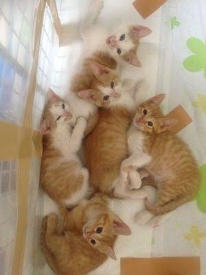 猫が苦手な人、嫌いな人集まれ～part5