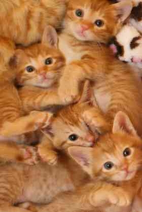 猫が苦手な人、嫌いな人集まれ～part5
