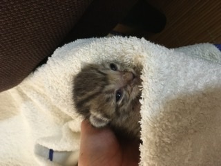 生後すぐの子猫や子犬を引き取った方
