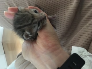 生後すぐの子猫や子犬を引き取った方