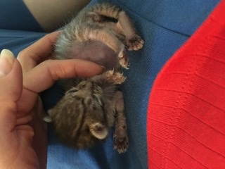 生後すぐの子猫や子犬を引き取った方