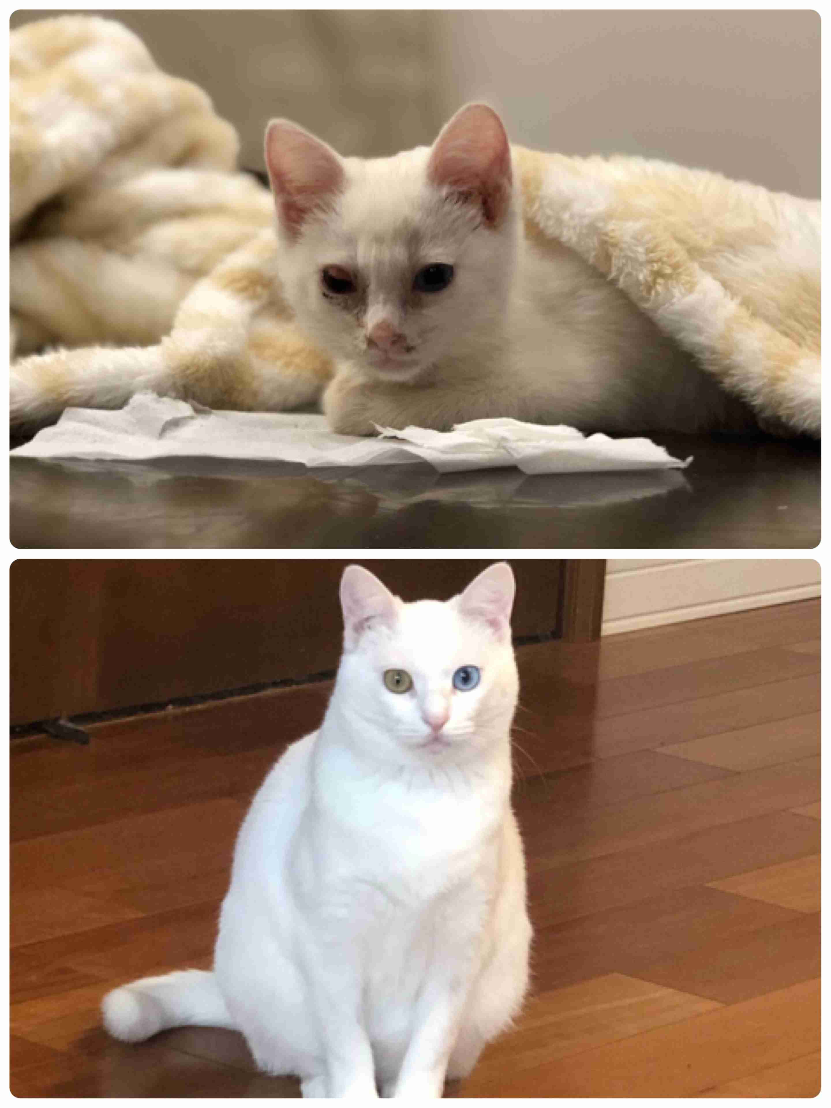 生後すぐの子猫や子犬を引き取った方