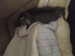 生後すぐの子猫や子犬を引き取った方