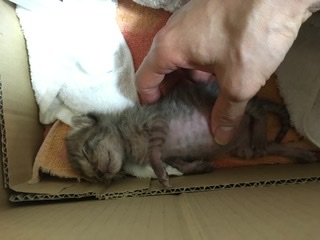 生後すぐの子猫や子犬を引き取った方