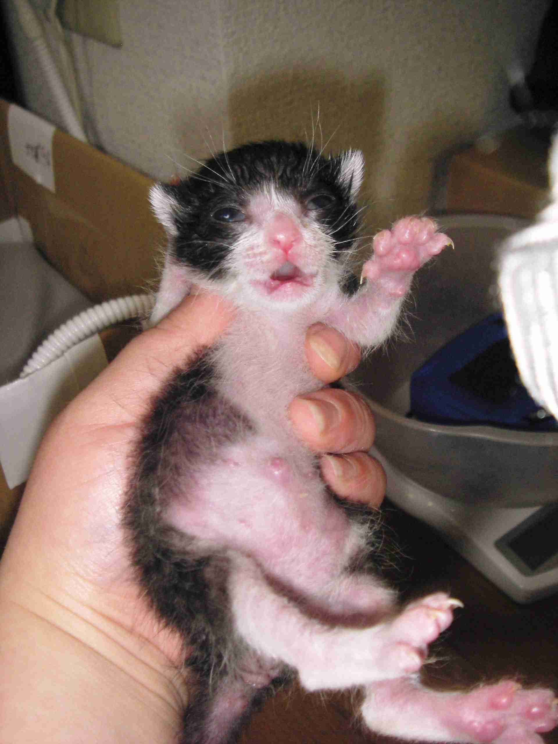 生後すぐの子猫や子犬を引き取った方