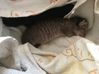 生後すぐの子猫や子犬を引き取った方