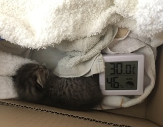 生後すぐの子猫や子犬を引き取った方