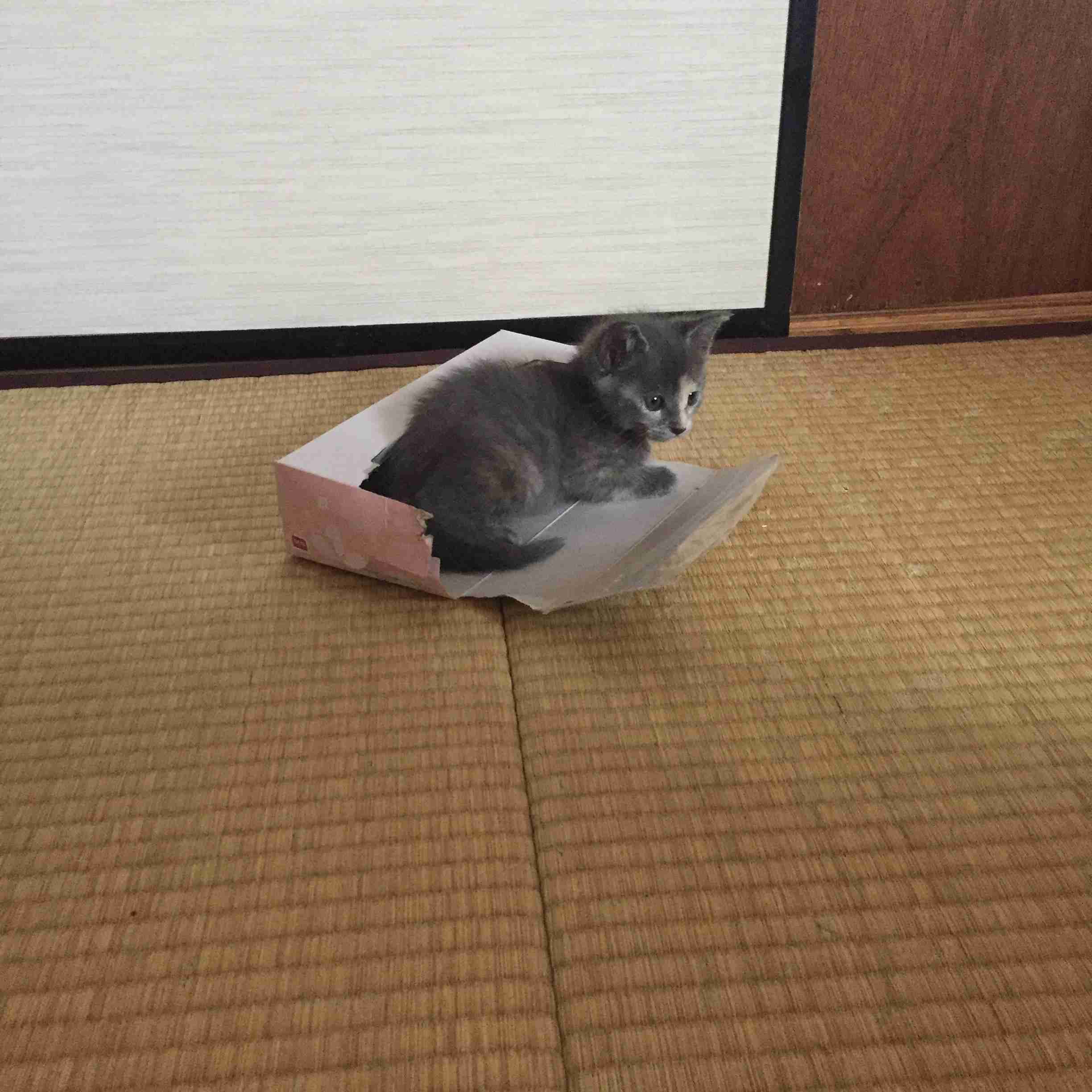 生後すぐの子猫や子犬を引き取った方