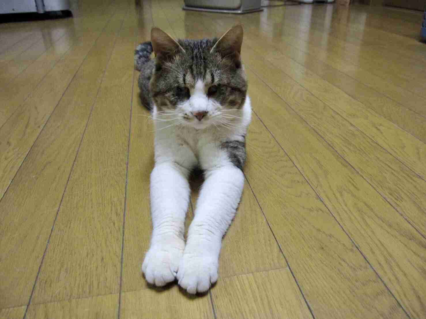 生後すぐの子猫や子犬を引き取った方