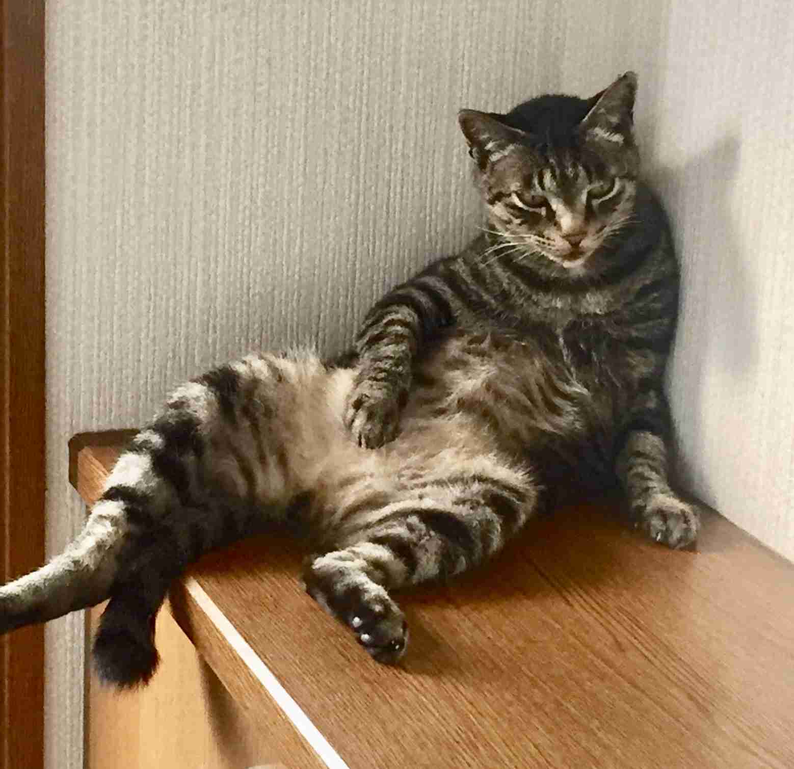生後すぐの子猫や子犬を引き取った方