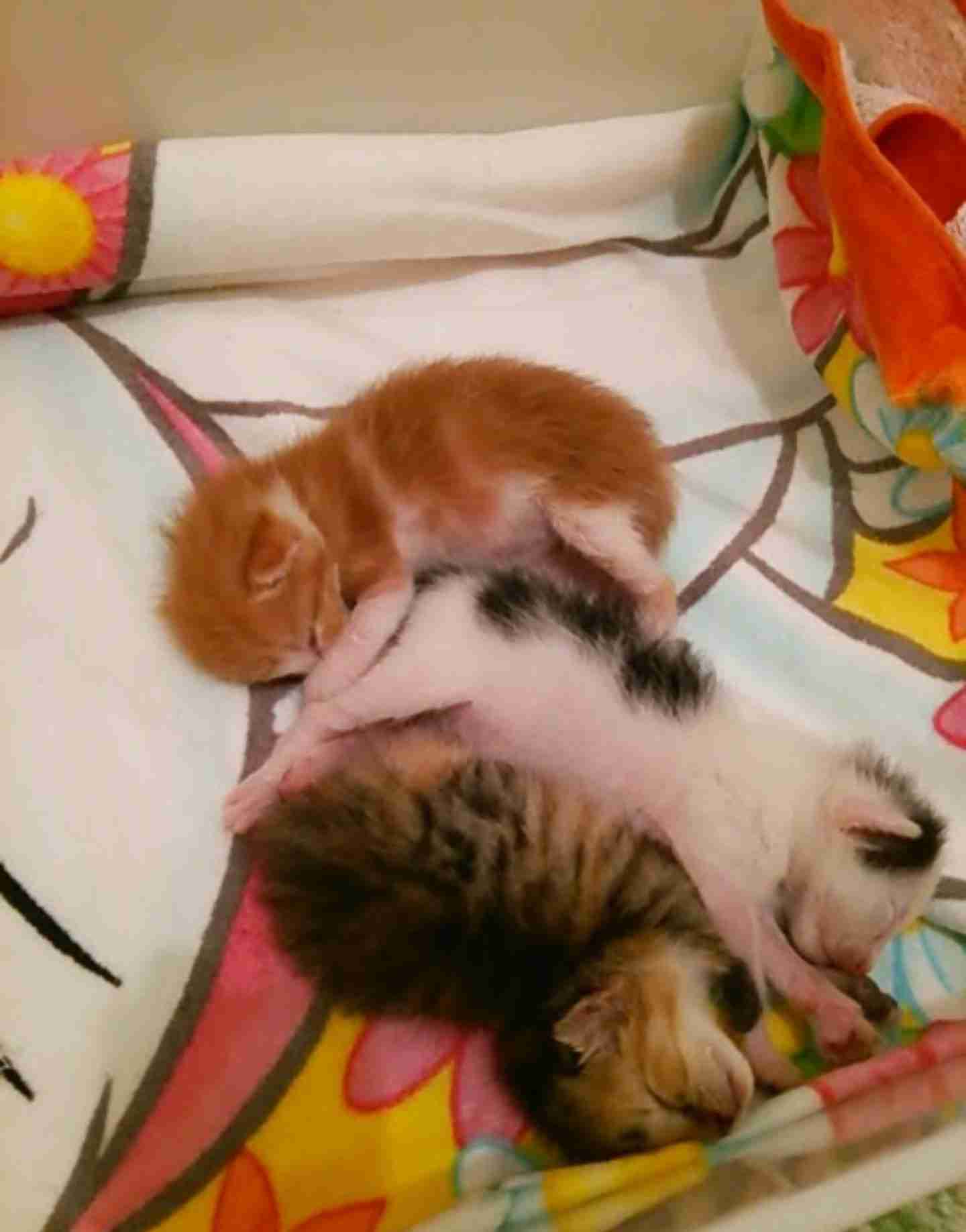 生後すぐの子猫や子犬を引き取った方