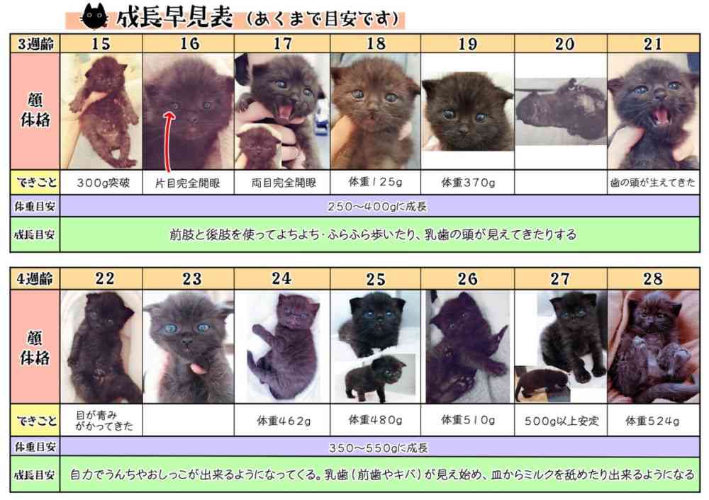生後すぐの子猫や子犬を引き取った方