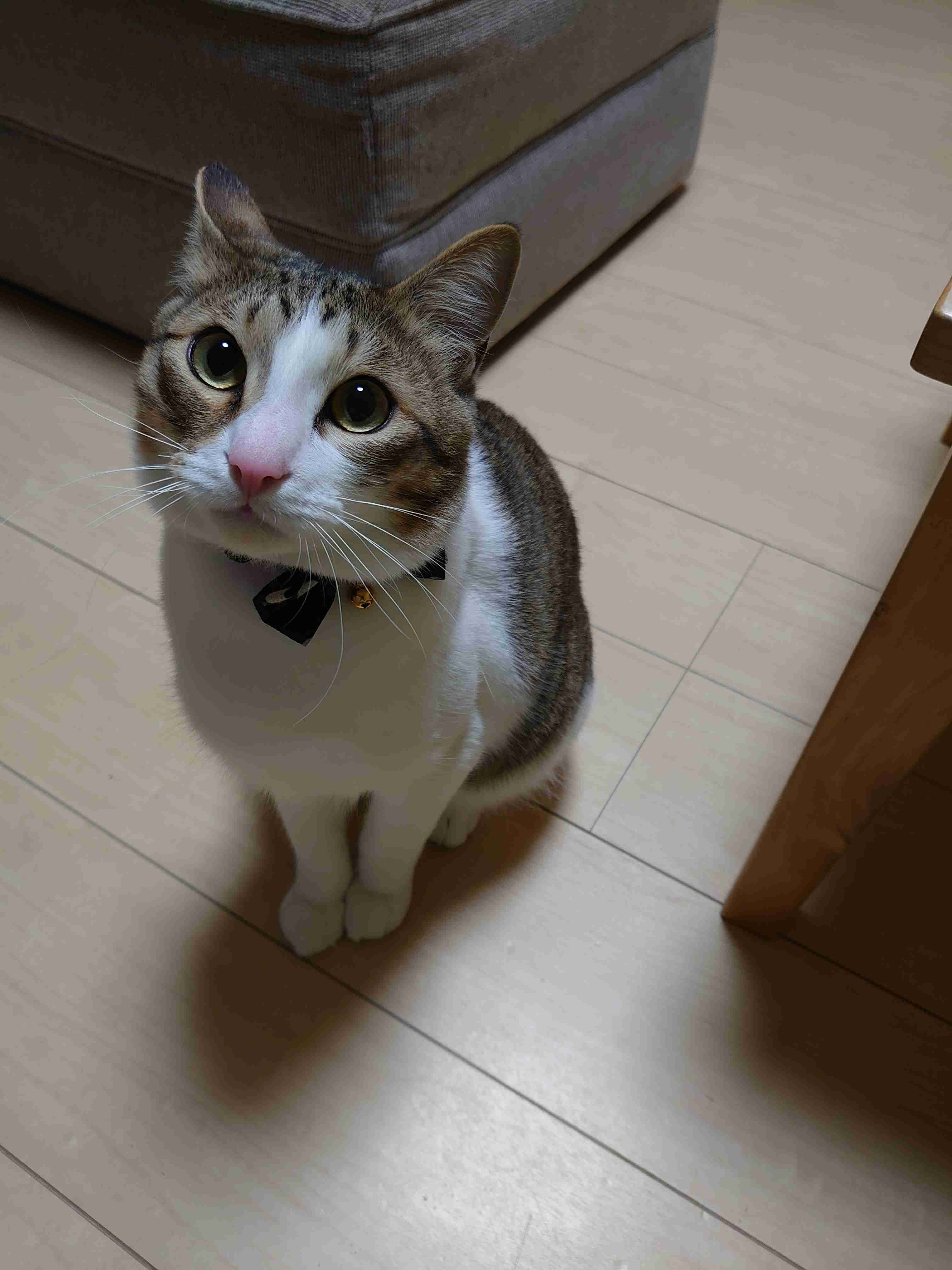 生後すぐの子猫や子犬を引き取った方