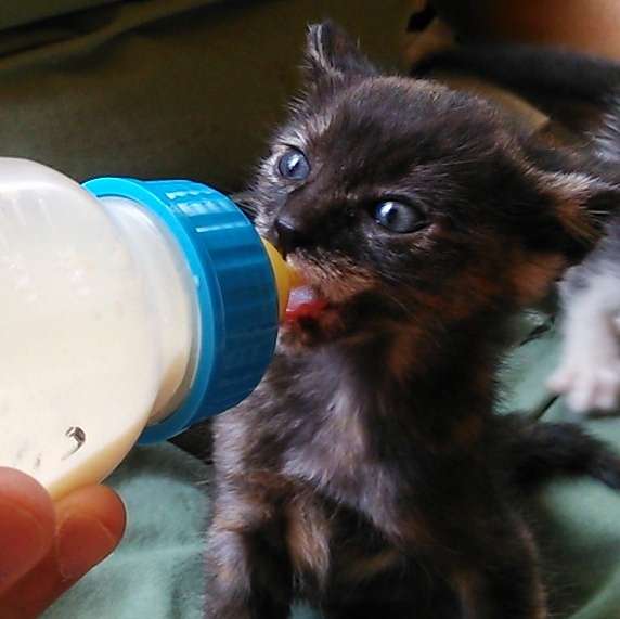 生後すぐの子猫や子犬を引き取った方