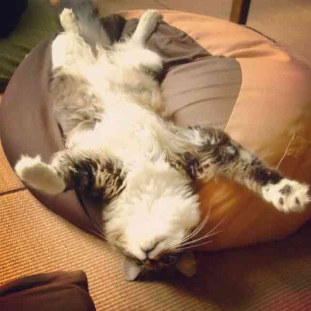 生後すぐの子猫や子犬を引き取った方