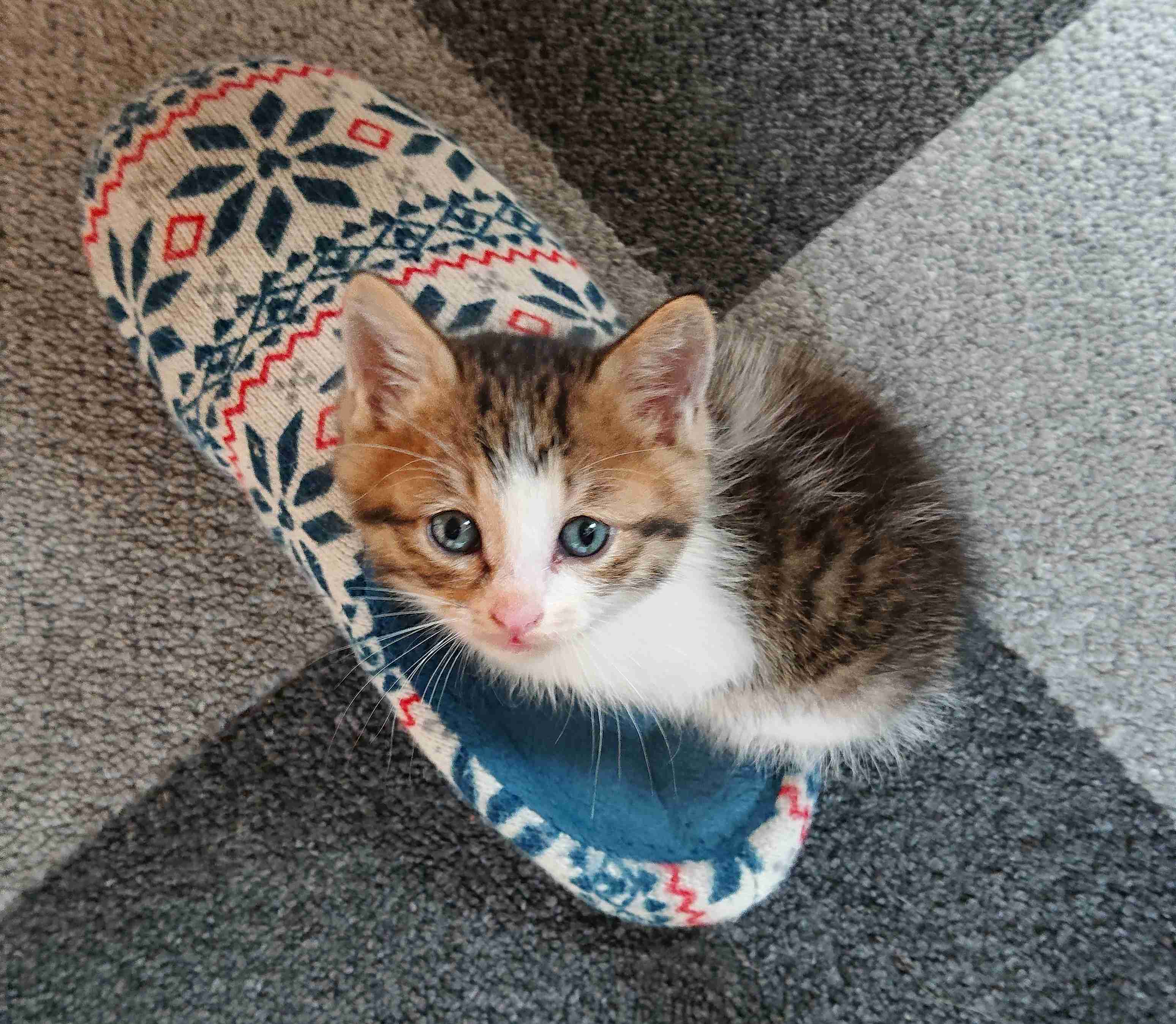 生後すぐの子猫や子犬を引き取った方
