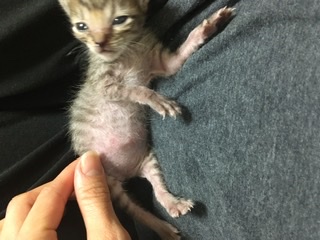 生後すぐの子猫や子犬を引き取った方
