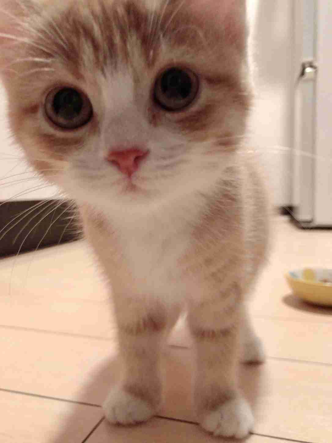 生後すぐの子猫や子犬を引き取った方