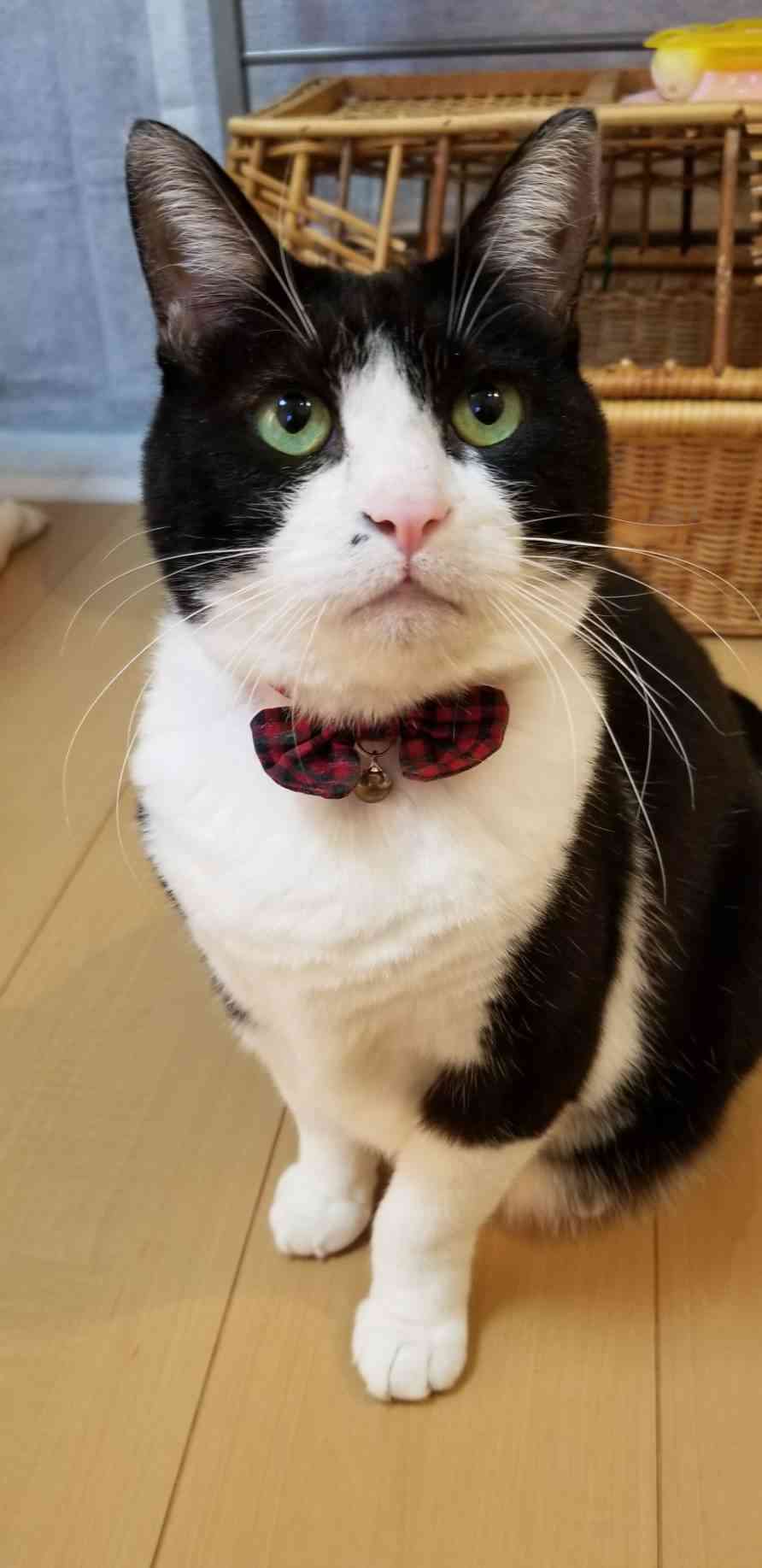 生後すぐの子猫や子犬を引き取った方