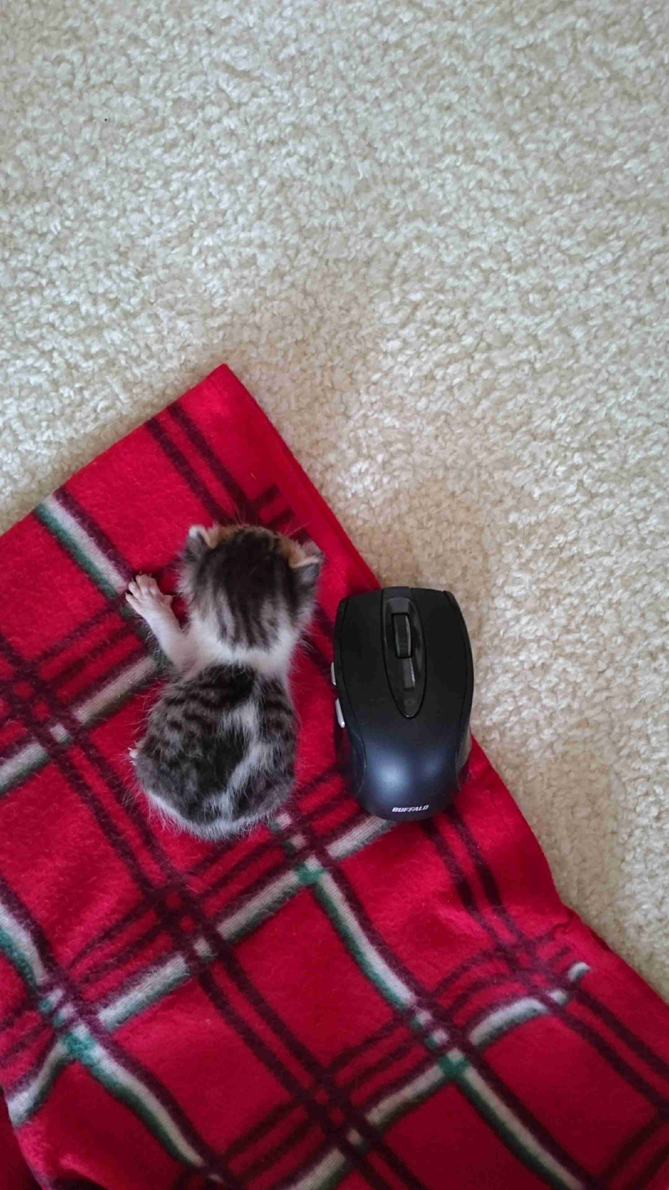 生後すぐの子猫や子犬を引き取った方