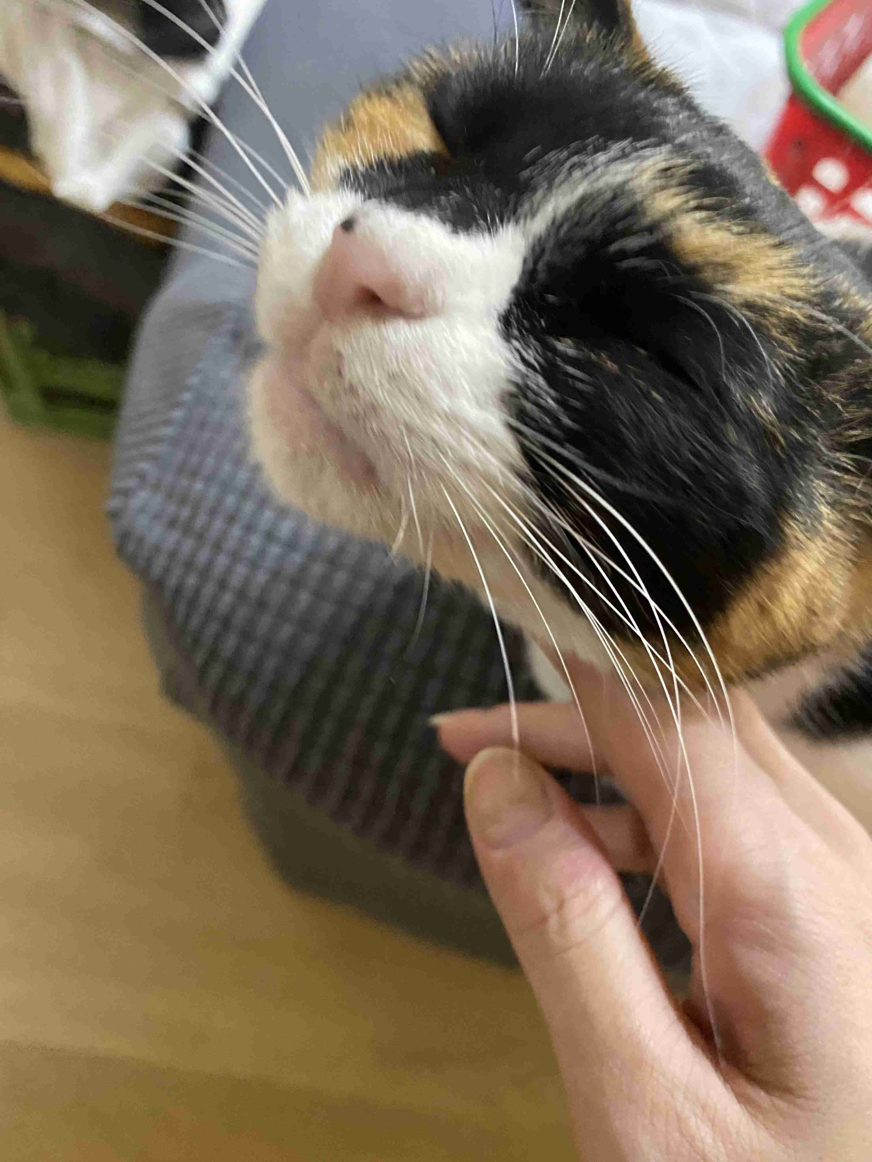 生後すぐの子猫や子犬を引き取った方