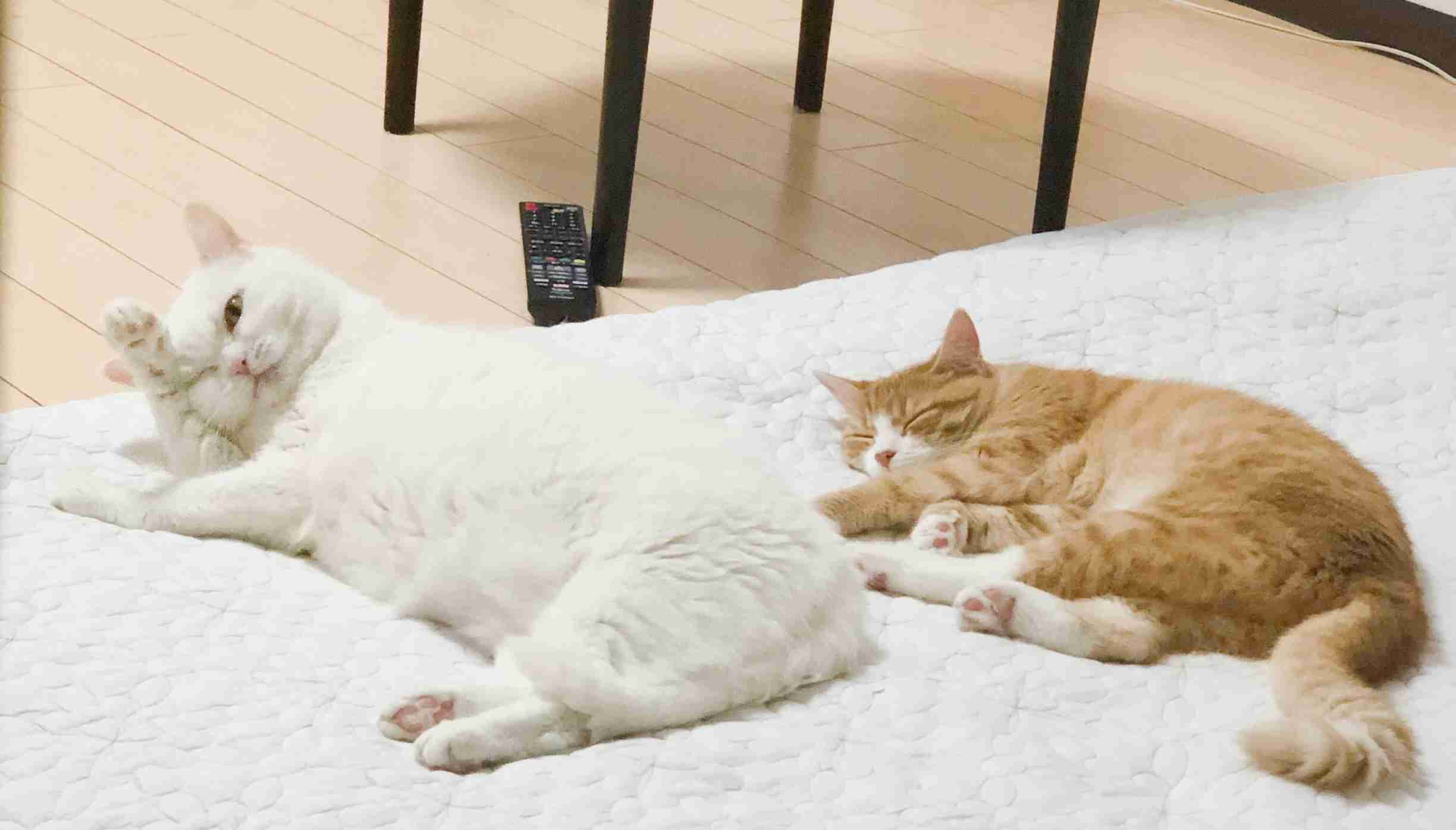 生後すぐの子猫や子犬を引き取った方