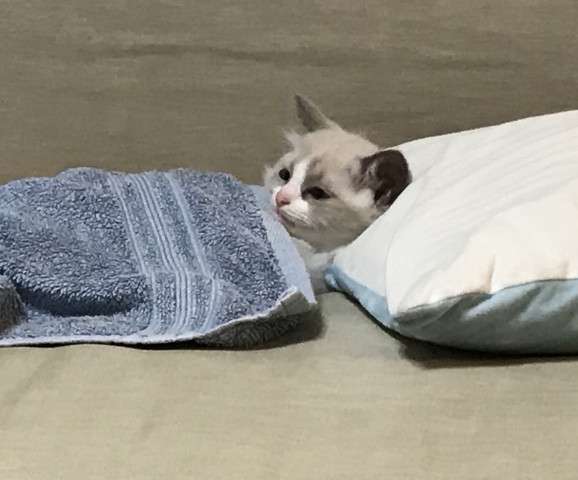 生後すぐの子猫や子犬を引き取った方