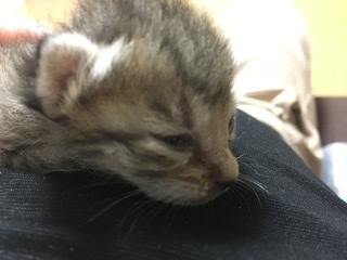 生後すぐの子猫や子犬を引き取った方