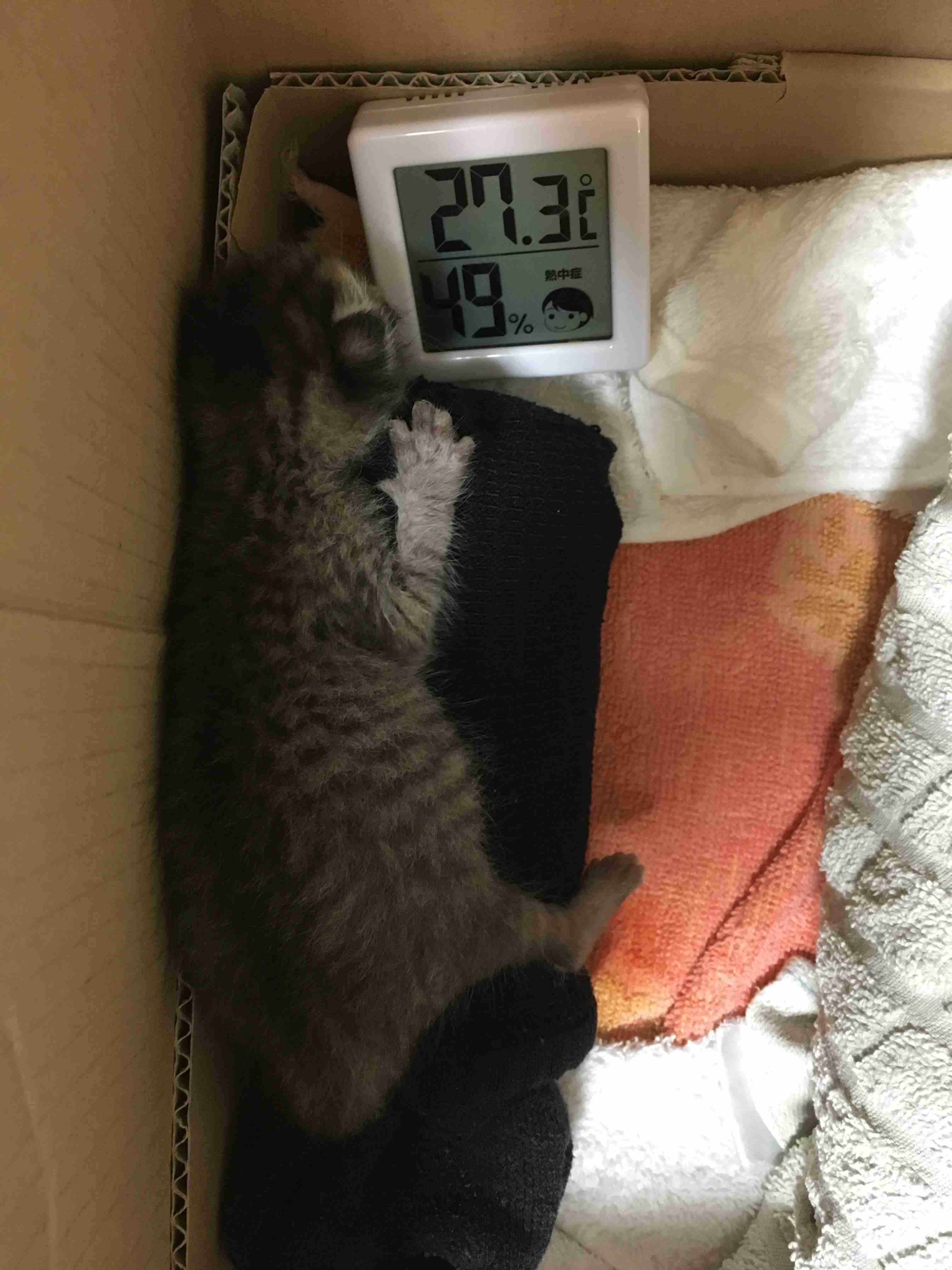生後すぐの子猫や子犬を引き取った方