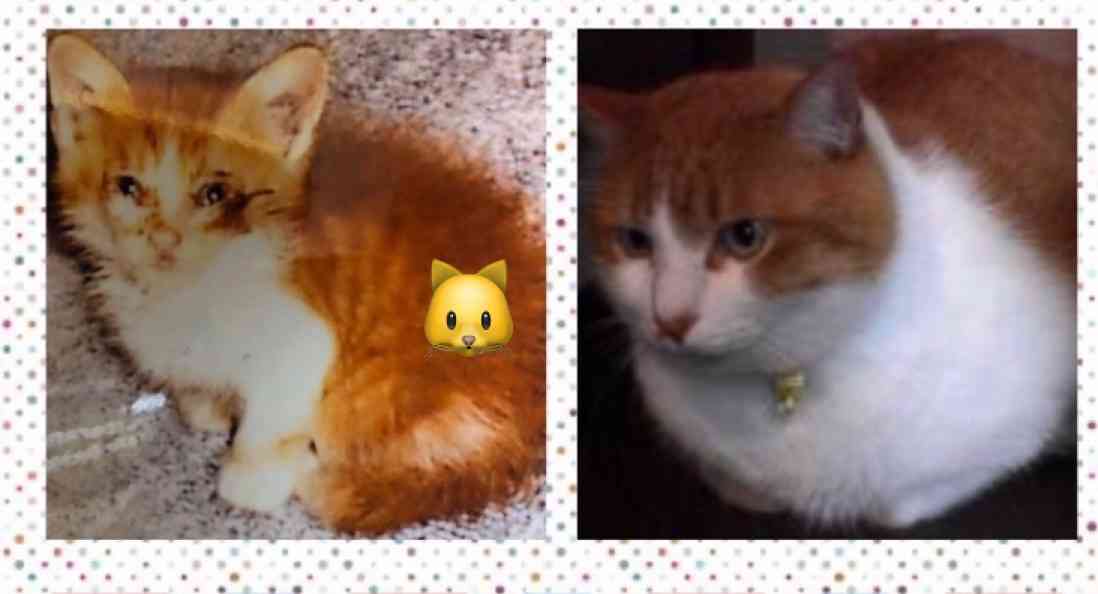 生後すぐの子猫や子犬を引き取った方