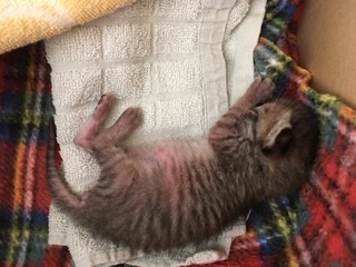生後すぐの子猫や子犬を引き取った方