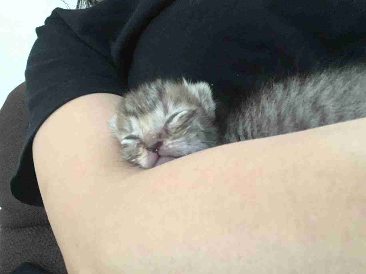生後すぐの子猫や子犬を引き取った方