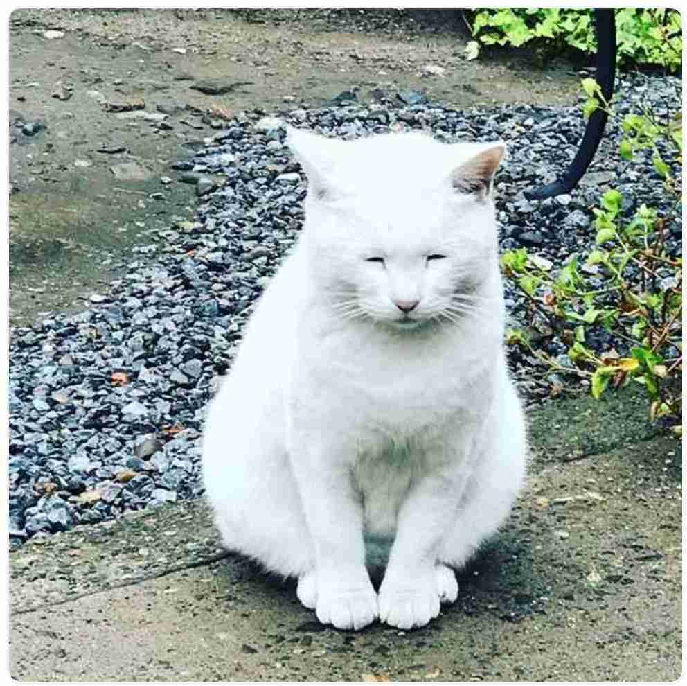 生後すぐの子猫や子犬を引き取った方