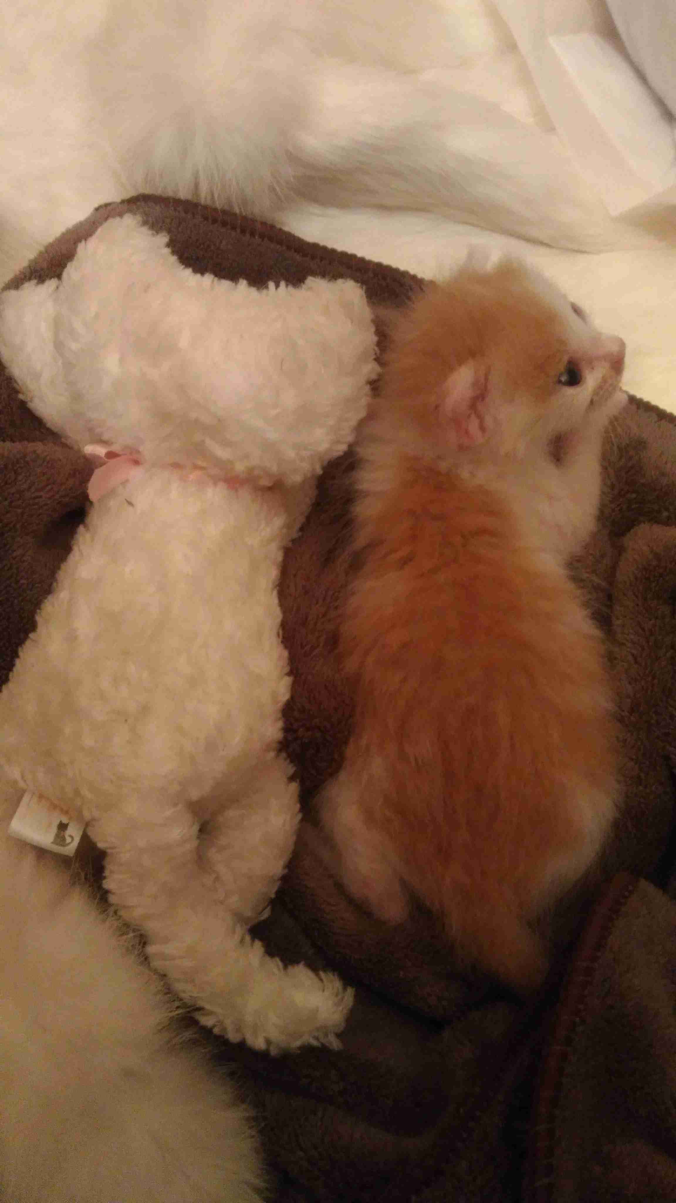 生後すぐの子猫や子犬を引き取った方