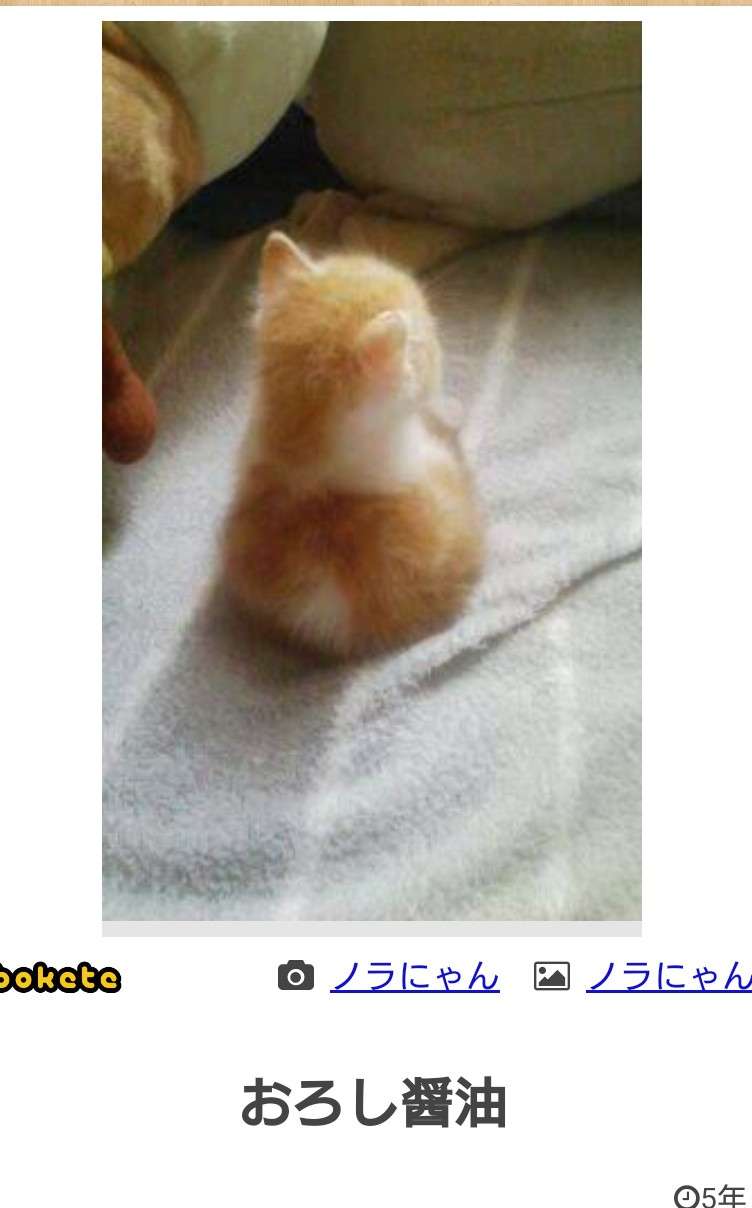 生後すぐの子猫や子犬を引き取った方