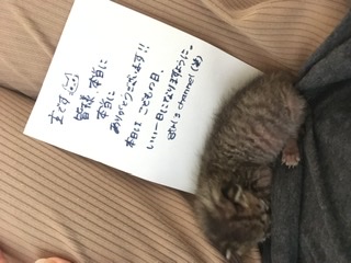 生後すぐの子猫や子犬を引き取った方