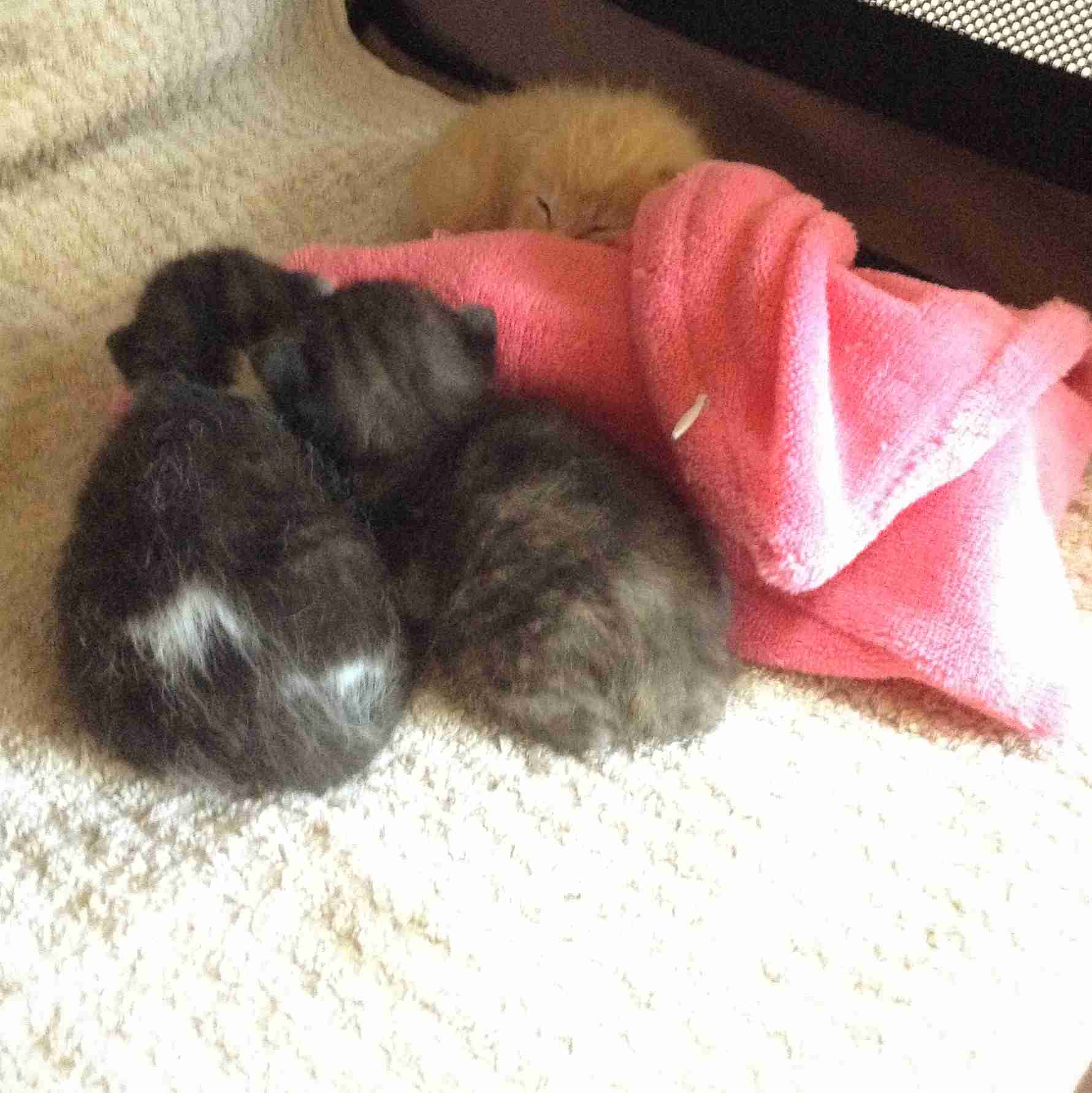 生後すぐの子猫や子犬を引き取った方
