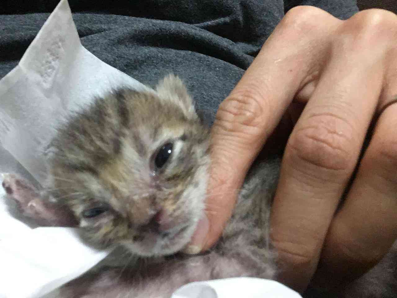 生後すぐの子猫や子犬を引き取った方