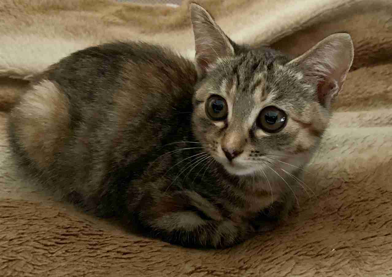 生後すぐの子猫や子犬を引き取った方