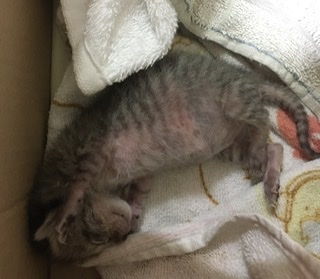 生後すぐの子猫や子犬を引き取った方