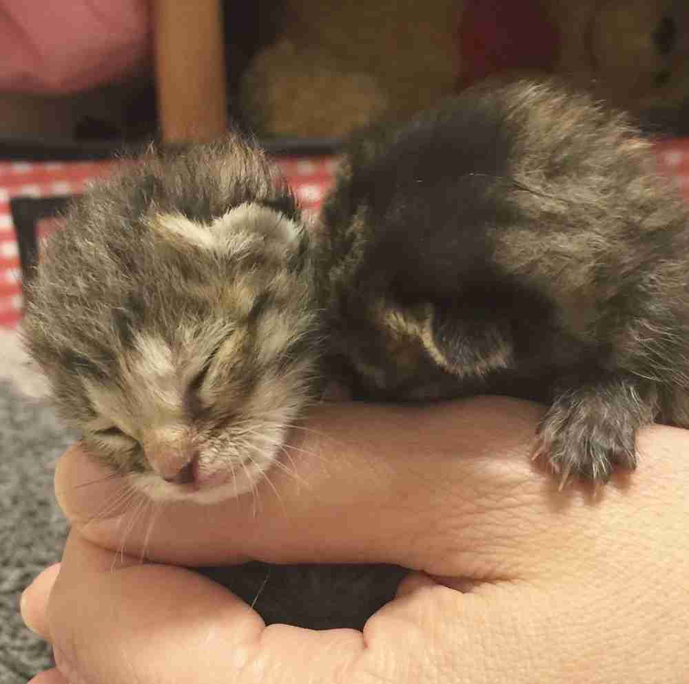 生後すぐの子猫や子犬を引き取った方