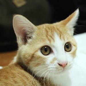 ガルちゃんで画像（サイト）を貼り付ける方法＆練習Part26