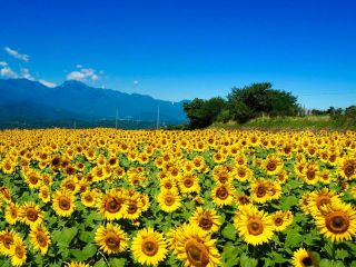 どこか切ない夏の画像を貼っていくトピpart4